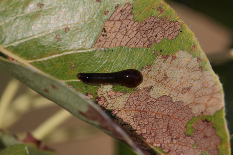 Larva di Caliroa cerasi (Tenthredinidae)